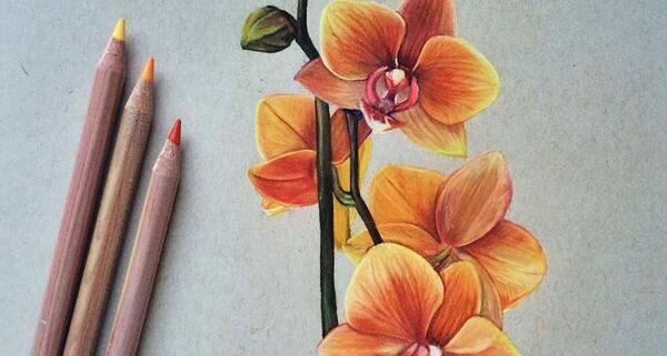 عکس نقاشی گل ارکیده با مداد رنگی