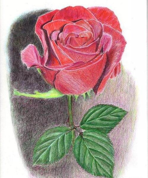 عکس نقاشی گل قرمز