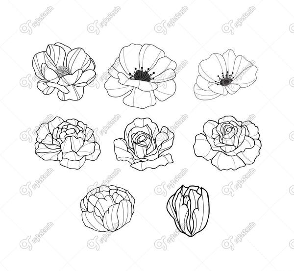 عکس نقاشی گل مینیمال