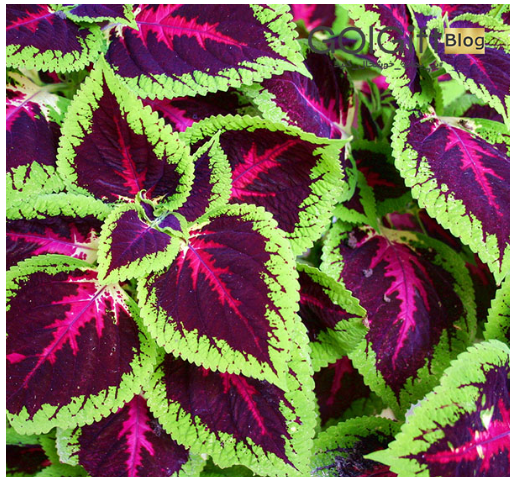 عکس نقاشی گل حسن یوسف