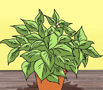 عکس نقاشی گل حسن یوسف