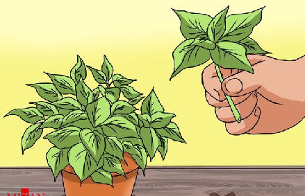 عکس نقاشی گل حسن یوسف
