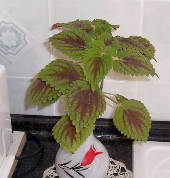 عکس نقاشی گل حسن یوسف