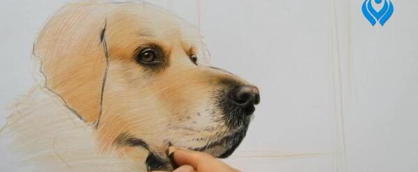 عکس مدل نقاشی با مداد رنگی حیوانات