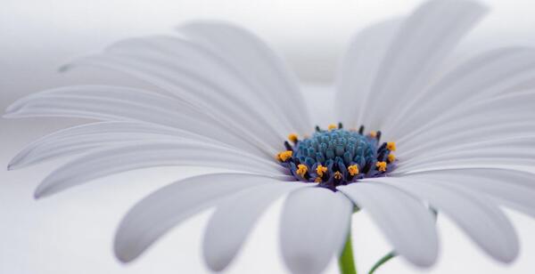 عکس نقاشی گل مینا