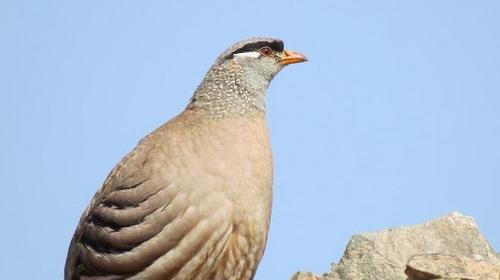 عکس کبک کوهی