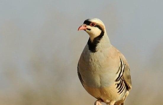 عکس کبک کوهی
