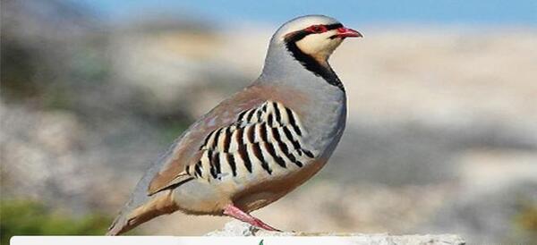 عکس کبک کوهی