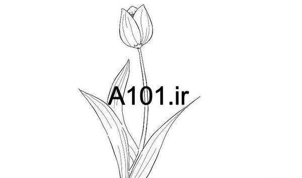 عکس نقاشی گل لاله