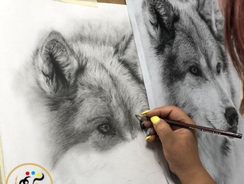 عکس نقاشی سیاه قلم گرگ