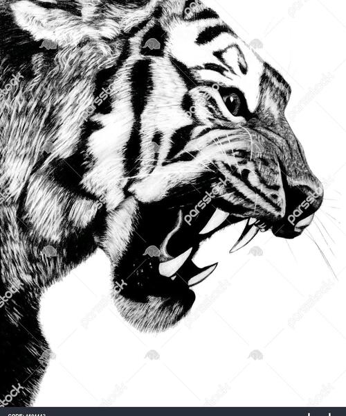 عکس نقاشی سیاه قلم ببر