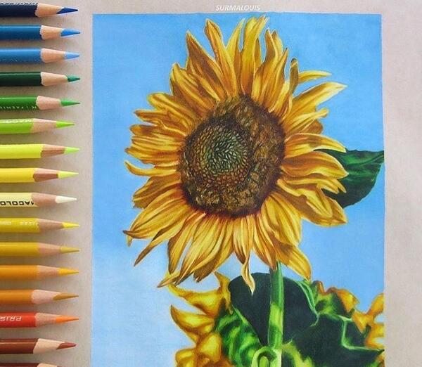 عکس نقاشی گل حرفه ای با مداد رنگی