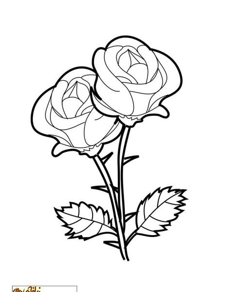 عکس نقاشی ساده گل رز