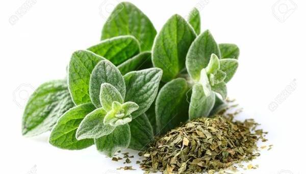 عکس نقاشی گل پونه