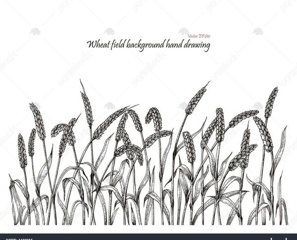 عکس نقاشی گل گندم