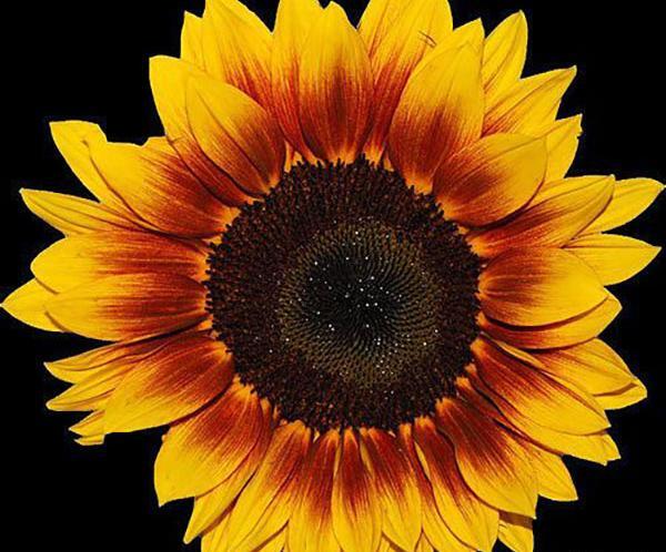 عکس نقاشی گل آفتابگردان