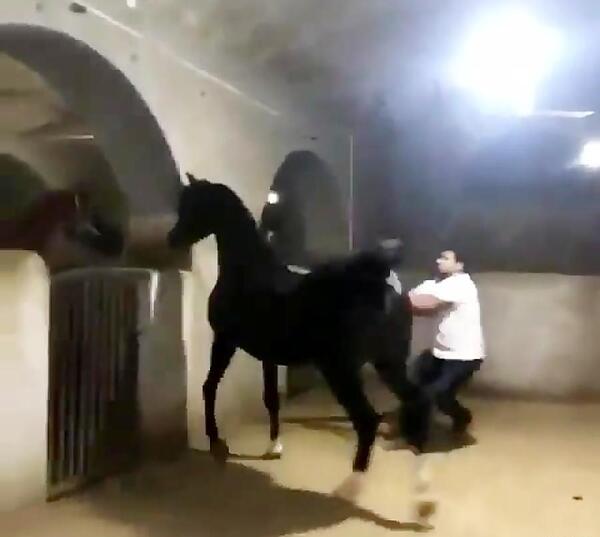 عکس اسب عرب دبی پاشا