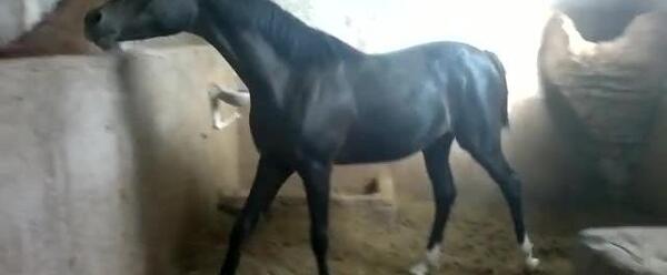 عکس اسب عرب دبی پاشا