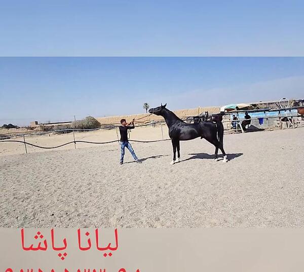 عکس اسب عرب دبی پاشا