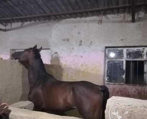 عکس اسب عرب دبی پاشا