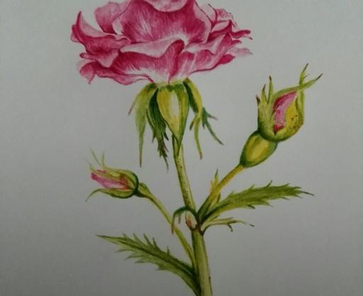 عکس نقاشی گل غنچه