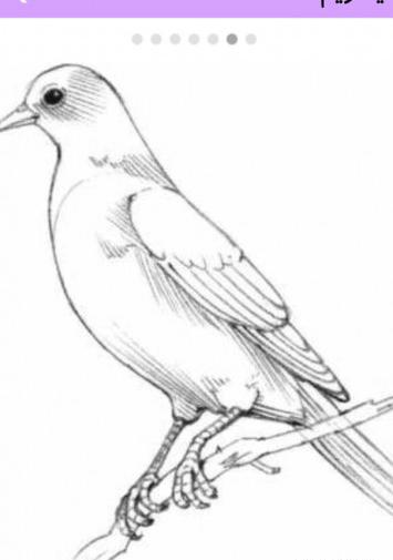 عکس نقاشی پرنده