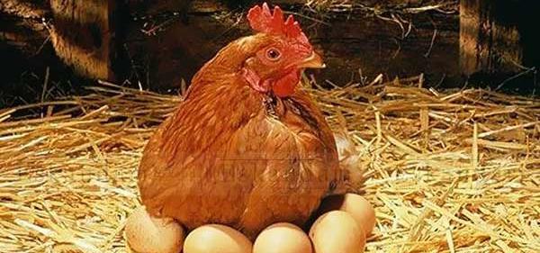 عکس مرغ کرچ