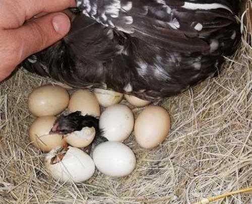 عکس مرغ کرچ