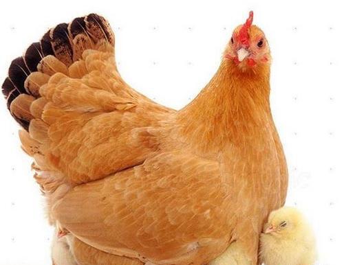 عکس مرغ کرچ
