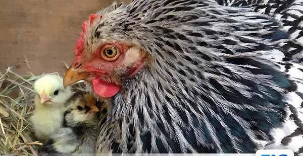 عکس مرغ کرچ