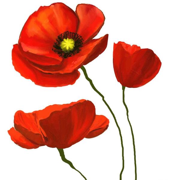 عکس نقاشی گل شقایق