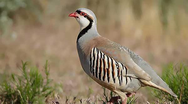 عکس کبک پرنده