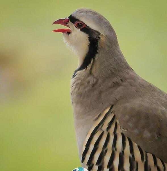 عکس کبک پرنده