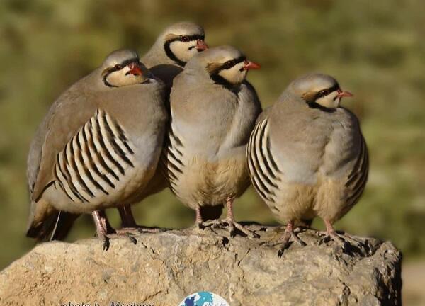 عکس کبک پرنده