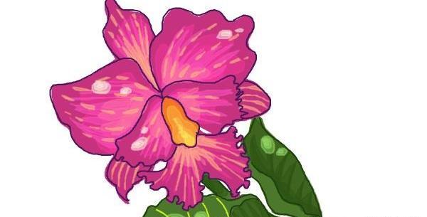 عکس نقاشی گل شبنم