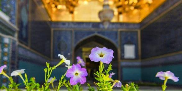 عکس گل حضرت معصومه
