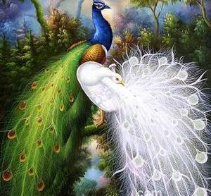عکس نقاشی سیاه قلم طاووس