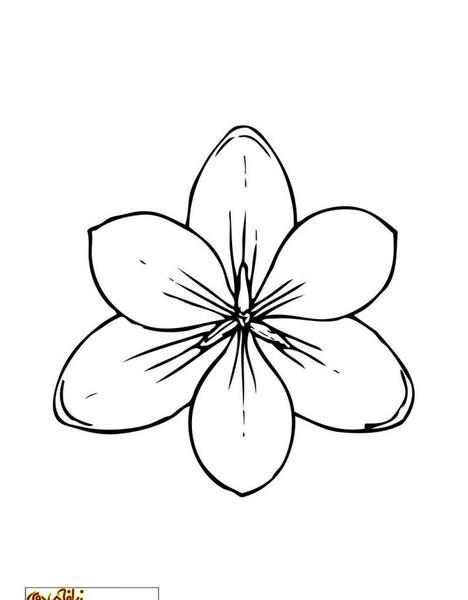 عکس طرح ساده گل برای نقاشی