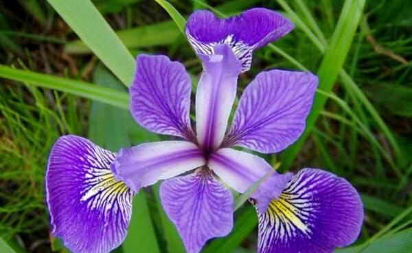 عکس نقاشی گلهای زنبق