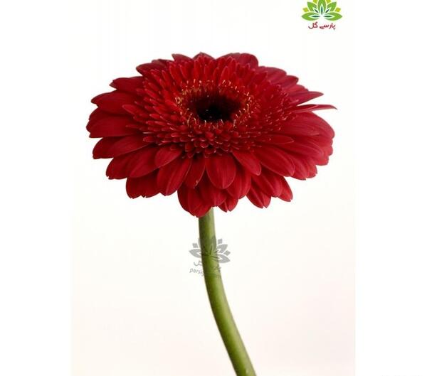 عکس نقاشی گل ژربرا