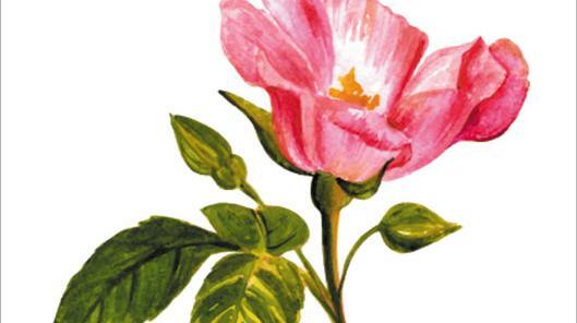 عکس نقاشی غنچه گل محمدی