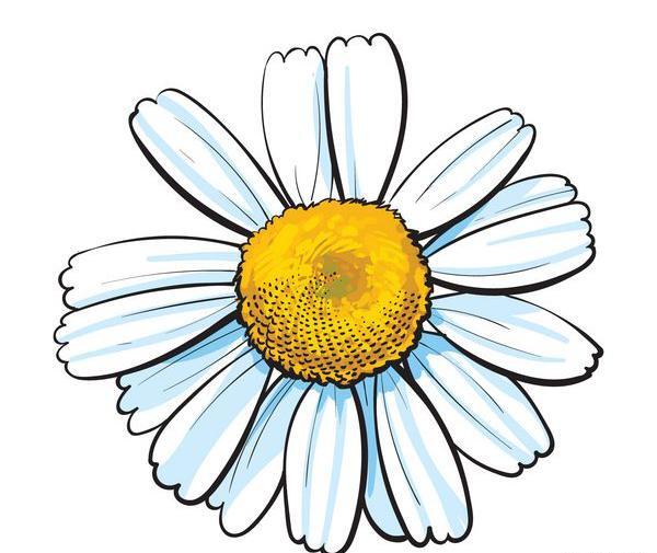 عکس نقاشی گل بابونه