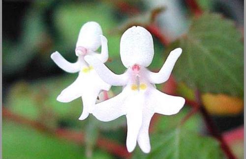 عکس نقاشی گل عجیب