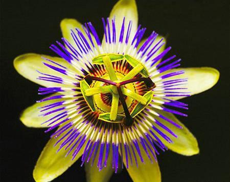 نقاشی گل عجیب