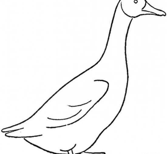 عکس نقاشی فانتزی غاز