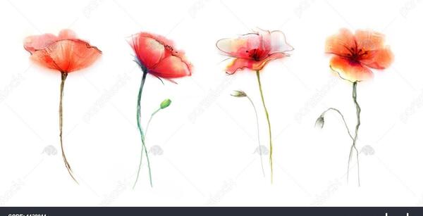 عکس نقاشی گل تک