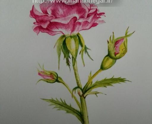 عکس نقاشی گل و غنچه