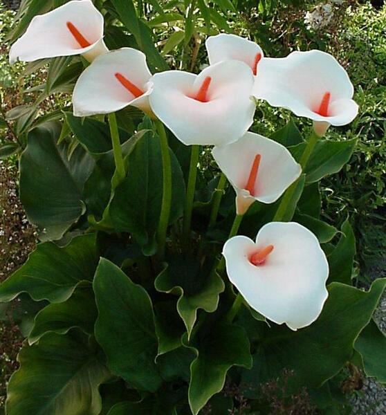 عکس نقاشی گل شیپوری