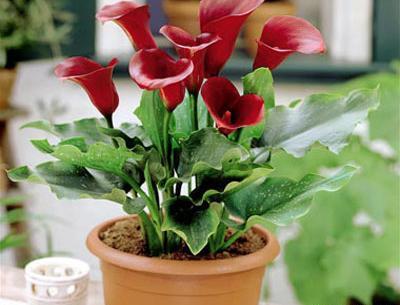 عکس نقاشی گل شیپوری