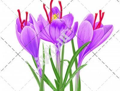 عکس نقاشی گل زعفران